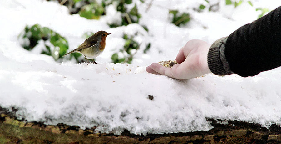 Sherwood Forest Robin gets a helping hand