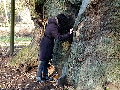 Kim investigates the Major Oak