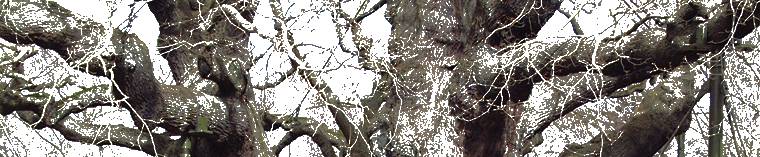 Major Oak