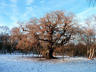 The Major Oak December 2010