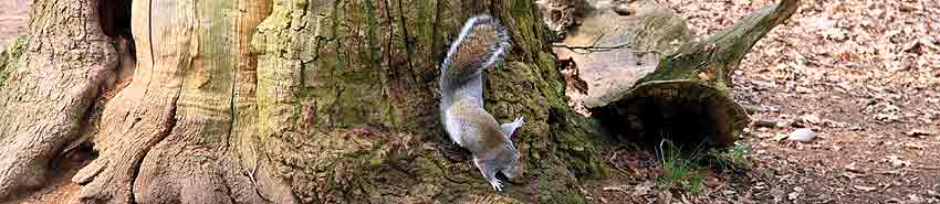Sherwood Forest Tree Rabbit.