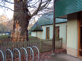 Veteran tree under sentence of Death for Council folly