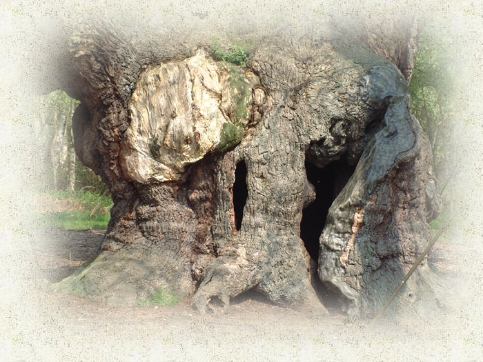 Major Oak Trunk