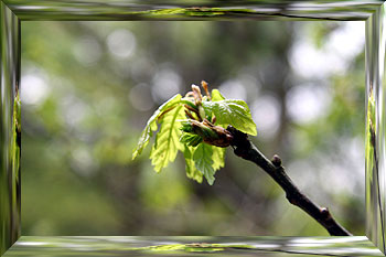 Oaks in leaf