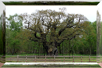 Major Oak 11th May 2010 in leaf