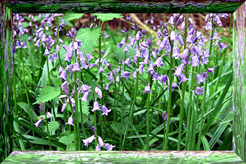 Bluebells Sherwood Forest 11th May 2010 a rare find !