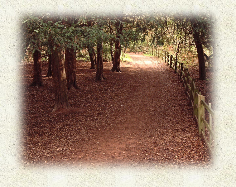 Sherwood Forest trail