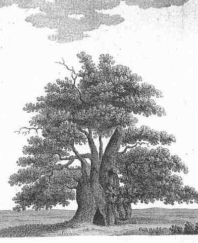 Engraving Major Oak Reversed