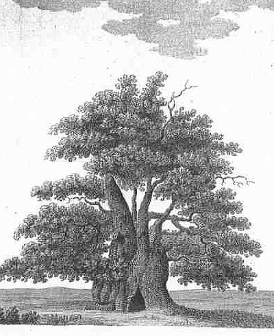 Engraving Major Oak